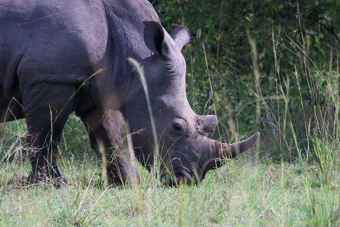 Day Tour Of Ziwa Rhino Sanctuary and Wildlife Ranch - ZIWA RHINO TREKKING - Key things to know before booking