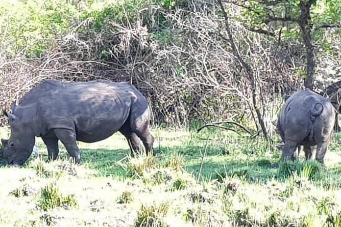 Day Tour Of Ziwa Rhino Sanctuary and Wildlife Ranch - ZIWA RHINO TREKKING - White rhinos are the main event