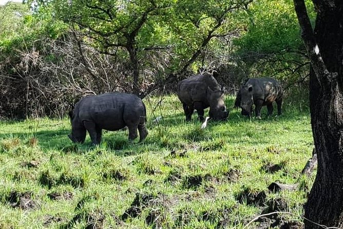 Day Tour Of Ziwa Rhino Sanctuary and Wildlife Ranch - ZIWA RHINO TREKKING - What the four-hour sanctuary visit feels like