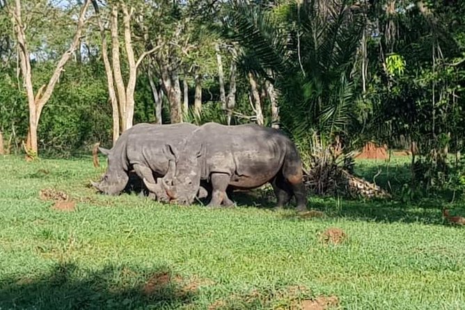 Day Tour Of Ziwa Rhino Sanctuary and Wildlife Ranch - ZIWA RHINO TREKKING - Is $300 good value for this private experience?