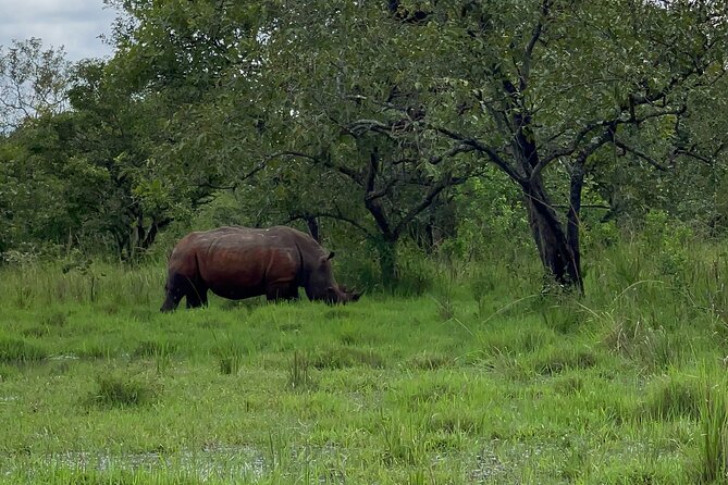 Day Tour Of Ziwa Rhino Sanctuary and Wildlife Ranch - ZIWA RHINO TREKKING - Who should book this day tour