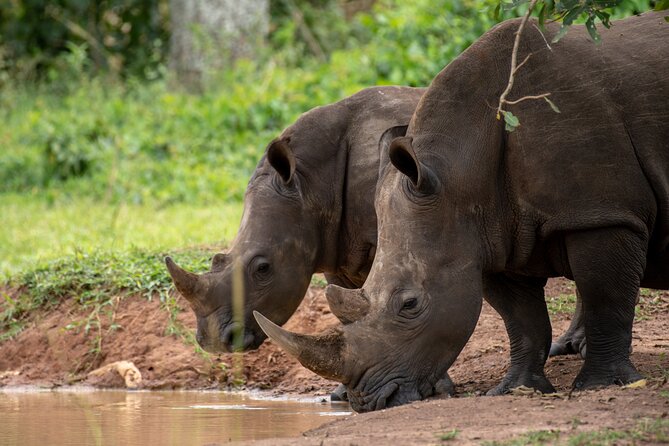 Day Tour Of Ziwa Rhino Sanctuary and Wildlife Ranch - ZIWA RHINO TREKKING - Entering the sanctuary with a trained ranger