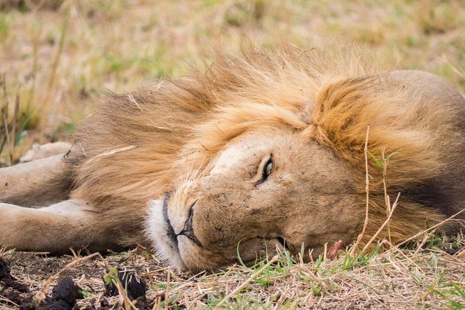 Eight days cultural and wildlife tour in Uganda - Day 7: Wildlife and culture in Kidepo