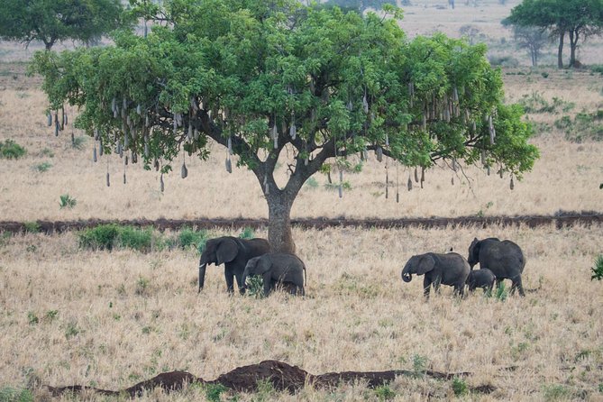 Eight days cultural and wildlife tour in Uganda - Day 1: A soft start in Jinja