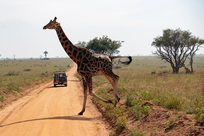 Entebbe Airport pickup (Entebbe - Kampala) reliable 24/7 transfer - Drivers who do more than point toward the car