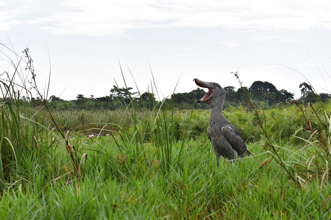 Entebbe Eco Tour - Full Day - Key points to know before booking