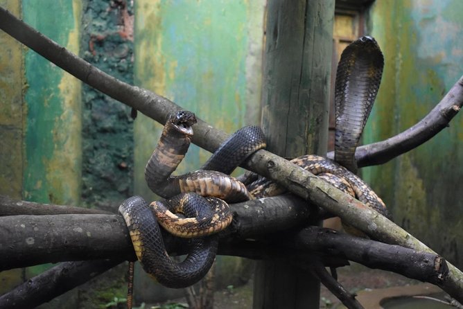 Entebbe Eco Tour - Full Day - Uganda Wildlife Conservation Education Centre: two hours with rescued animals