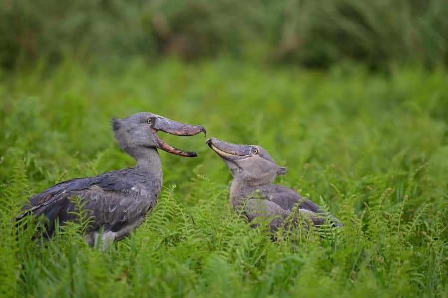 Entebbe: Mabamba Swamp Shoebill Tracking Boat Tour - Key points to know before you go