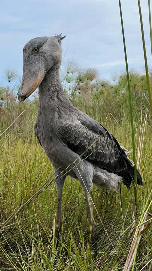 Entebbe: Mabamba Swamp Shoebill Tracking Boat Tour - The Shoebill and the rest of Mabamba’s birdlife