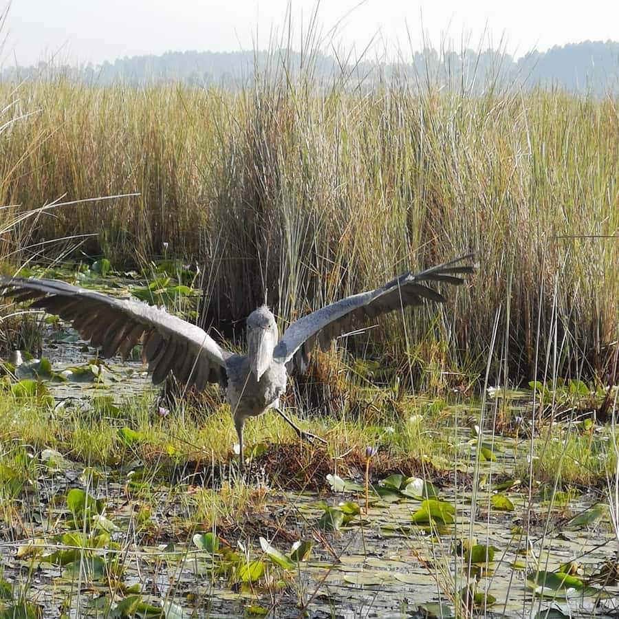 Entebbe: Mabamba Swamp Shoebill Tracking Boat Tour - Should you book the Mabamba Shoebill tour?