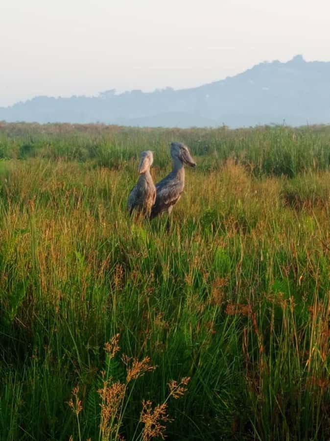 Entebbe: Mabamba Swamp Shoebill Tracking Boat Tour - FAQ