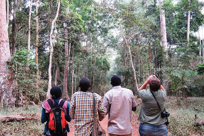 Experience Chimpanzee Trekking in Budongo Forest - Reaching the forest from Murchison Backpackers