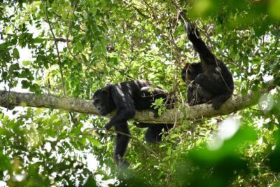 Experience Chimpanzee Trekking in Budongo Forest