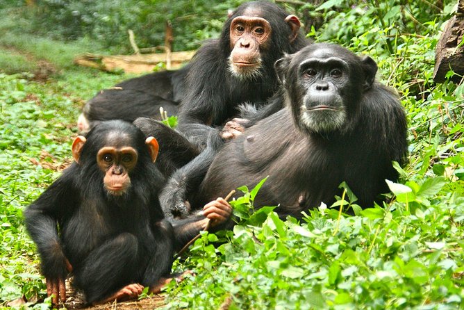 Experience Chimpanzee Trekking in Budongo Forest - Morning or evening tracking, and why timing matters