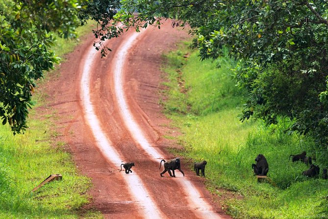 Experience Chimpanzee Trekking in Budongo Forest - How private guiding changes the day