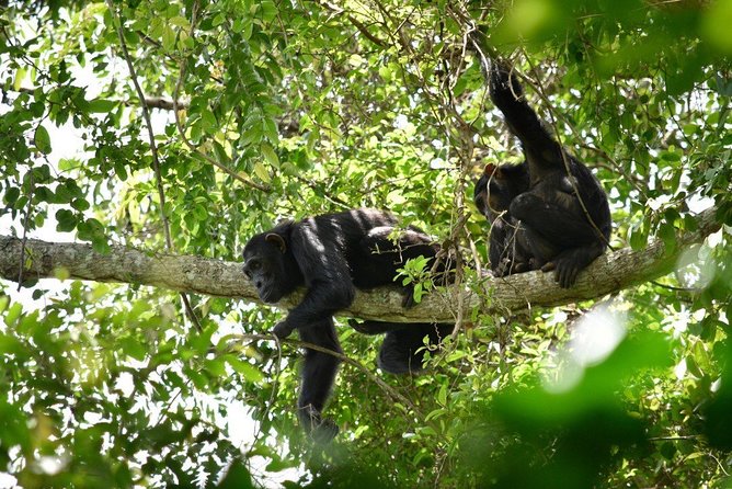 Experience Chimpanzee Trekking in Budongo Forest - The Royal Mile walk and its forest setting