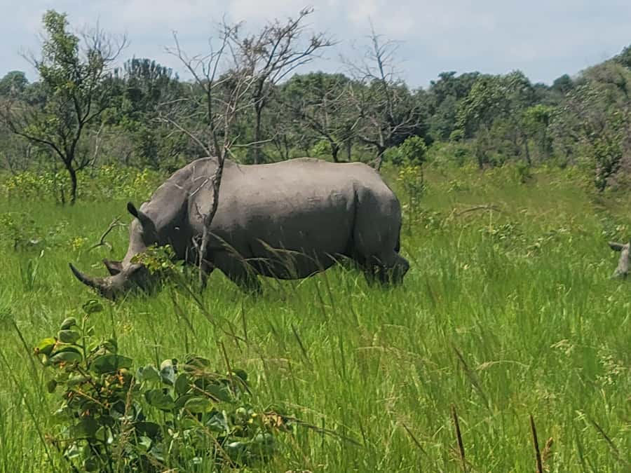 From Kampala: Ziwa Rhino Sanctuary Day Tour with Lunch - Key points to know before you go