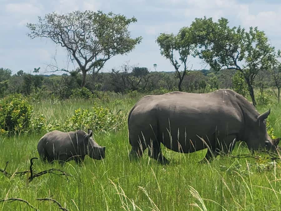 From Kampala: Ziwa Rhino Sanctuary Day Tour with Lunch - Why Ziwa is one of Uganda’s most unusual day trips