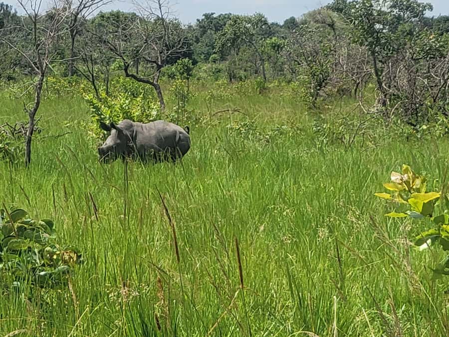 From Kampala: Ziwa Rhino Sanctuary Day Tour with Lunch - The ranger briefing before you walk