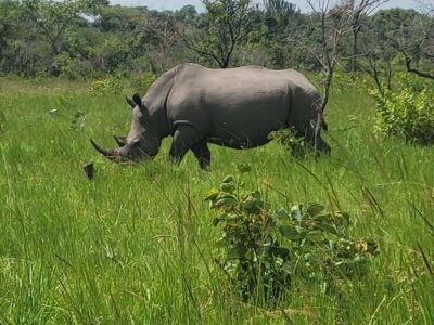 Ziwa Rhino Sanctuary Day Tour with Lunch