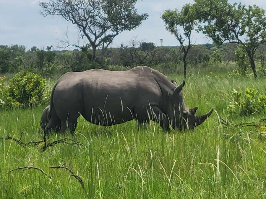 From Kampala: Ziwa Rhino Sanctuary Day Tour with Lunch - Watching southern white rhinos at close range