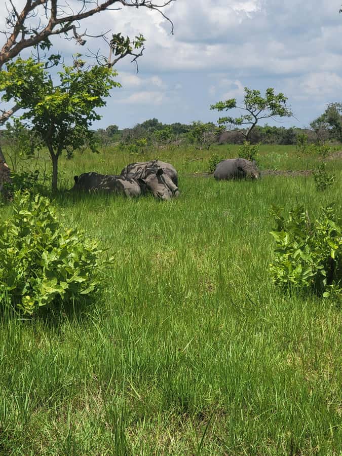 From Kampala: Ziwa Rhino Sanctuary Day Tour with Lunch - The return drive and the real cost of the day