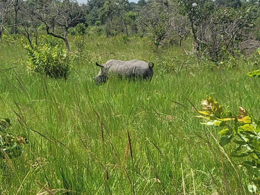 From Kampala: Ziwa Rhino Sanctuary Day Tour with Lunch - Should you book the Ziwa Rhino Sanctuary day tour?
