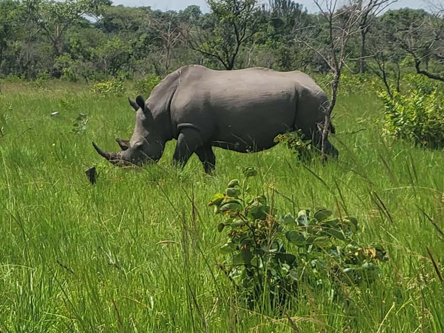 From Kampala: Ziwa Rhino Sanctuary Day Tour with Lunch - The early road from Kampala or Entebbe