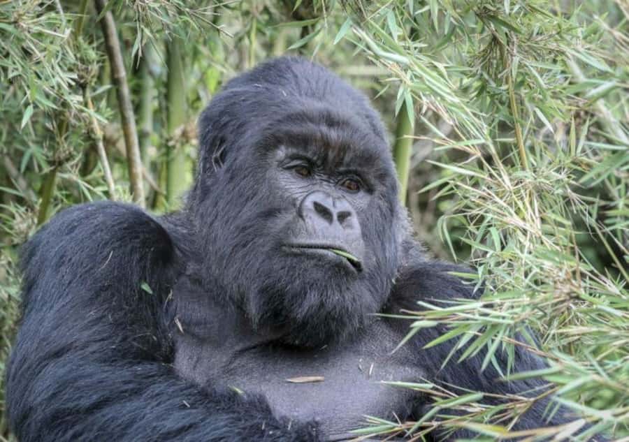 From Kigali: 1-Day Gorilla Trekking in Uganda - Key points to know before you book