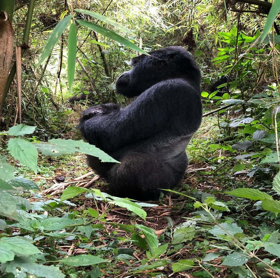 From Kigali: 1-Day Gorilla Trekking in Uganda - A 3:00 AM start from Kigali
