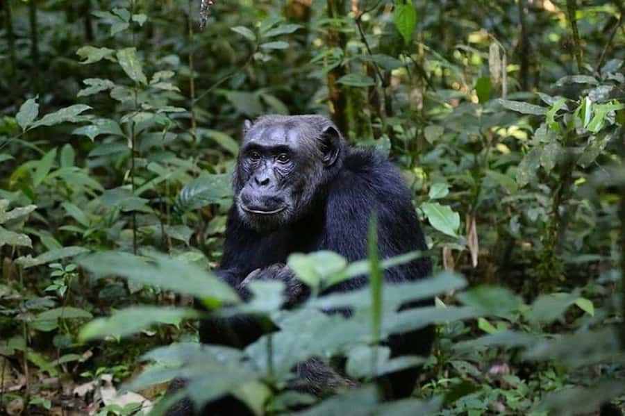 From Kigali: 1-Day Gorilla Trekking in Uganda - Breakfast near Mgahinga National Park