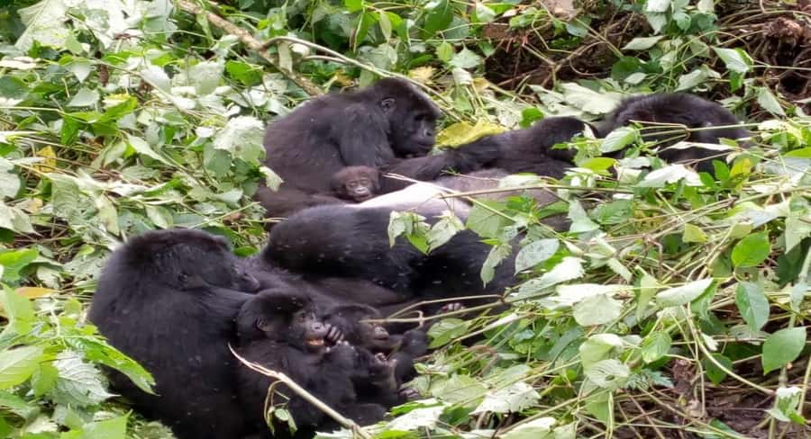 From Kigali: 1-Day Gorilla Trekking in Uganda - Crossing from Rwanda into Uganda