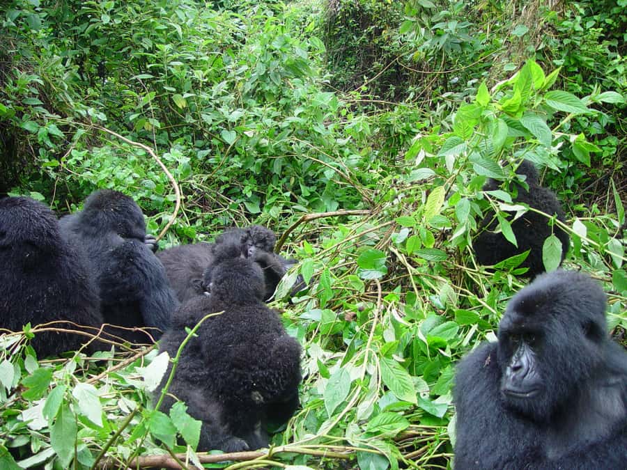From Kigali: 2-Day Gorilla Trek: Bwindi Nat Park - The return drive is where the schedule gets tight