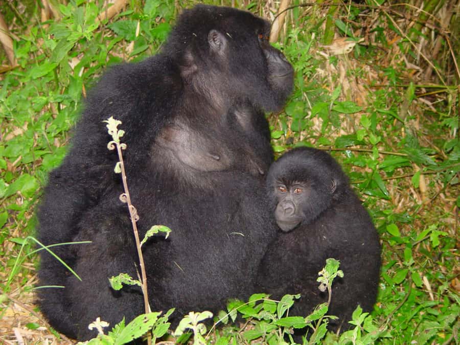 From Kigali: 2-Day Gorilla Trek: Bwindi Nat Park - Guides can make or break a short safari