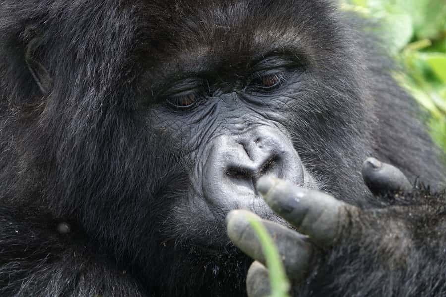 From Kigali: 2-Day Gorilla Trek: Bwindi Nat Park - What the $560 price really buys you