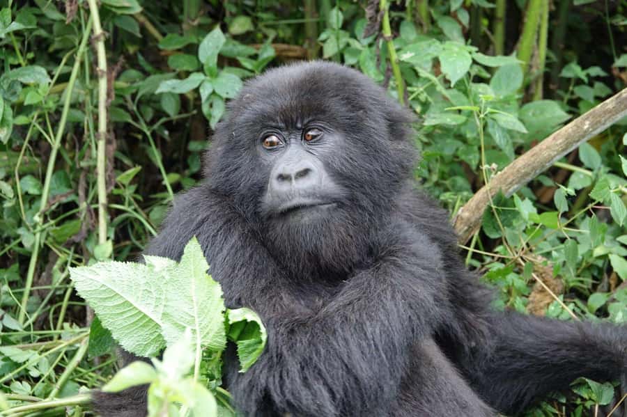 From Kigali: 2-Day Gorilla Trek: Bwindi Nat Park - The lodge, meals, and the quiet first night