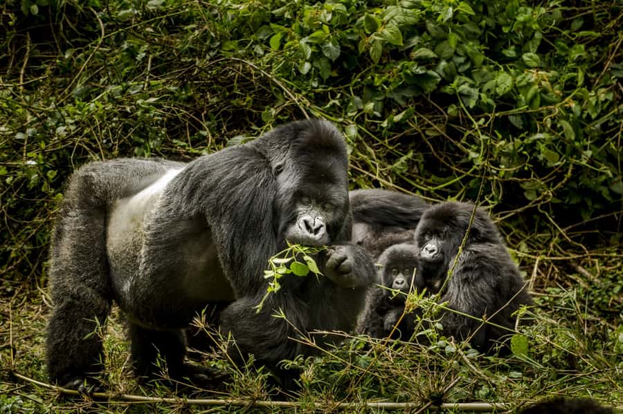 From Kigali: 2-Day Gorilla Trek: Bwindi Nat Park - Who should book this trip?