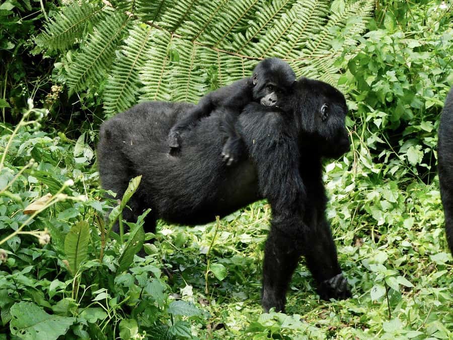 From Kigali: 2-Day Gorilla Trek in Bwindi - Key points to know before booking