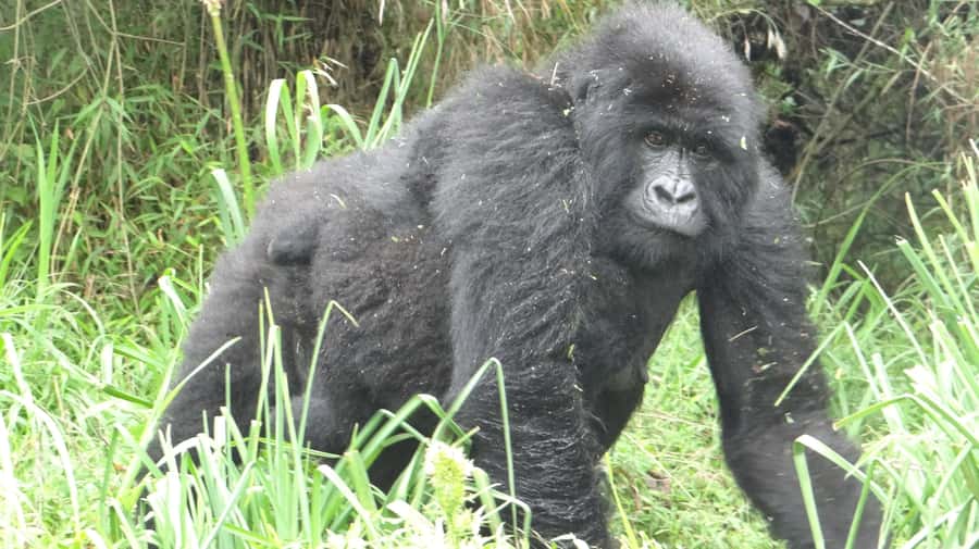 From Kigali: 2-Day Gorilla Trek in Bwindi - Why this Kigali to Bwindi trip is appealing