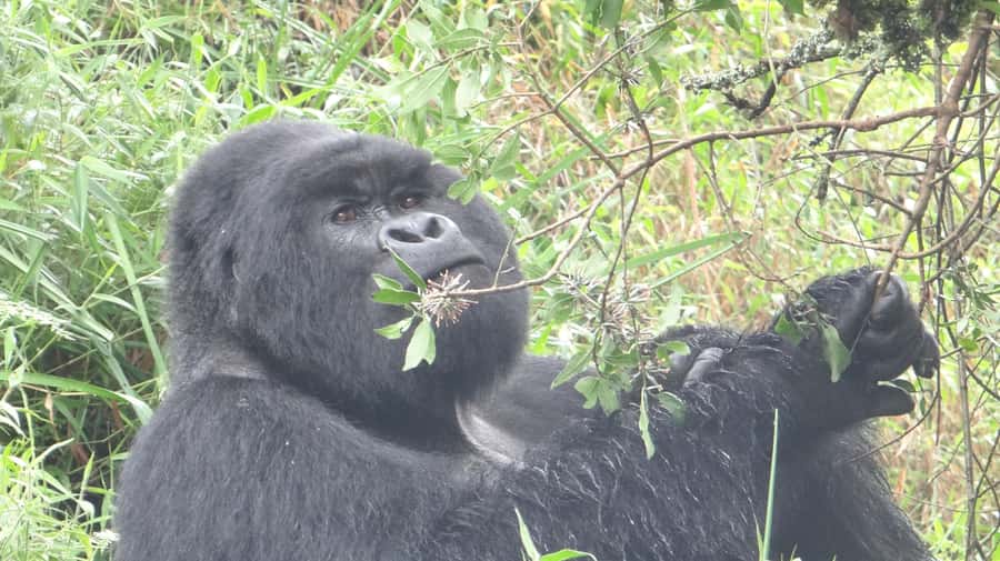 From Kigali: 2-Day Gorilla Trek in Bwindi - The border crossing and what it means for your schedule