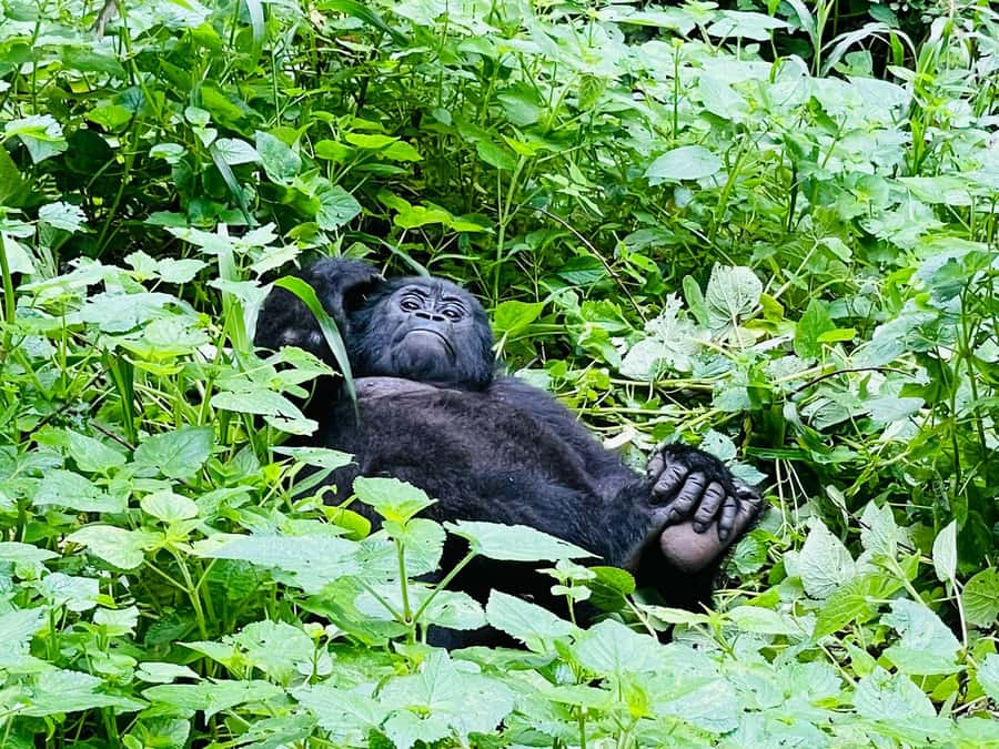 From Kigali: 2-Day Gorilla Trek in Bwindi - What the $498 price actually covers