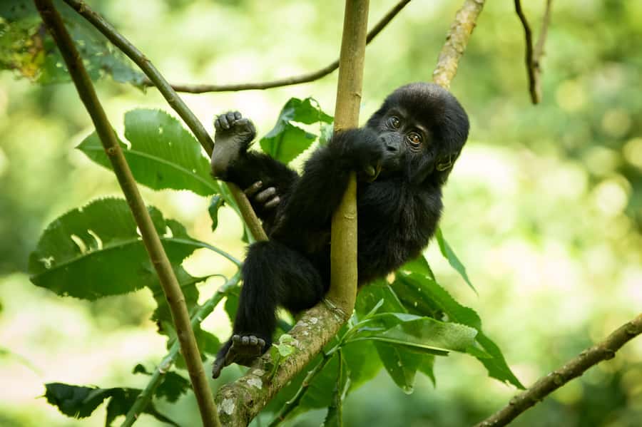 From Kigali: 2-Day Gorilla Trek in Bwindi - Transport, group size, and guide support