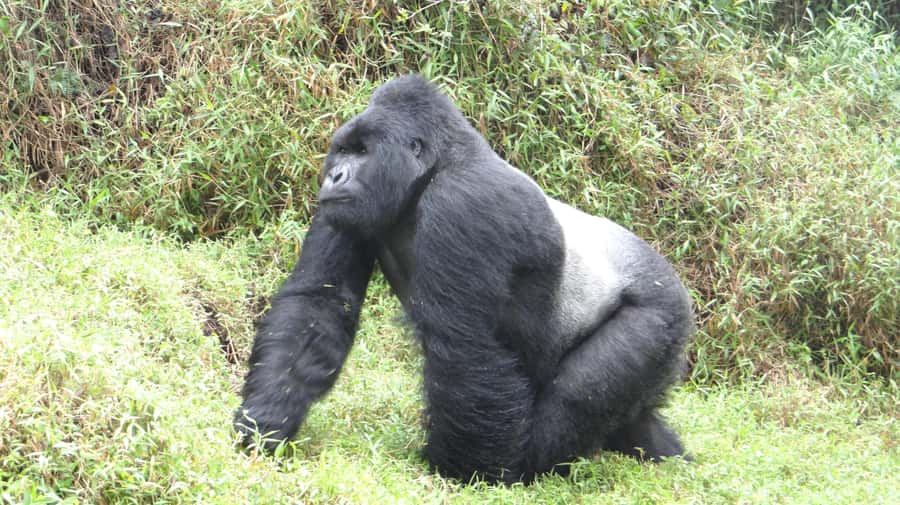 From Kigali: 2-Day Gorilla Trek in Bwindi - Who will get the most from this tour?