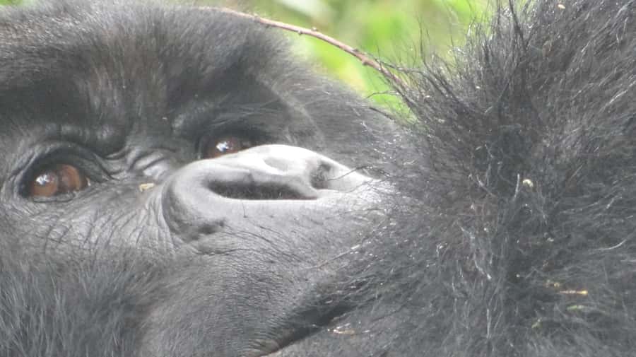 From Kigali: 2-Day Gorilla Trek in Bwindi - Day 1: Leaving Kigali for Uganda