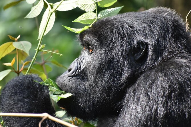 Gorilla & Chimpanzee Trekking in Uganda - 5 Days - Day 3: Ishasha’s tree-climbing lions and the road to Bwindi