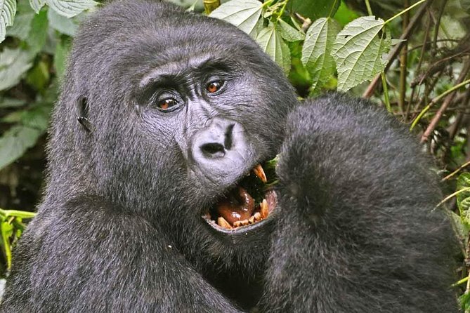 Gorilla Safari Holiday - Day Two: Flying Toward the Forest