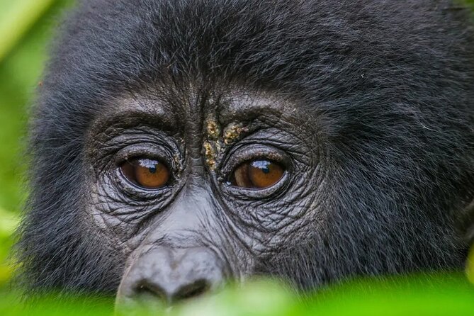 Gorilla Safari Holiday - Bwindi Before the Trek
