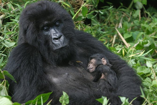 Gorilla Tracking & Batwa Culture Experience - Why this three-day route makes sense
