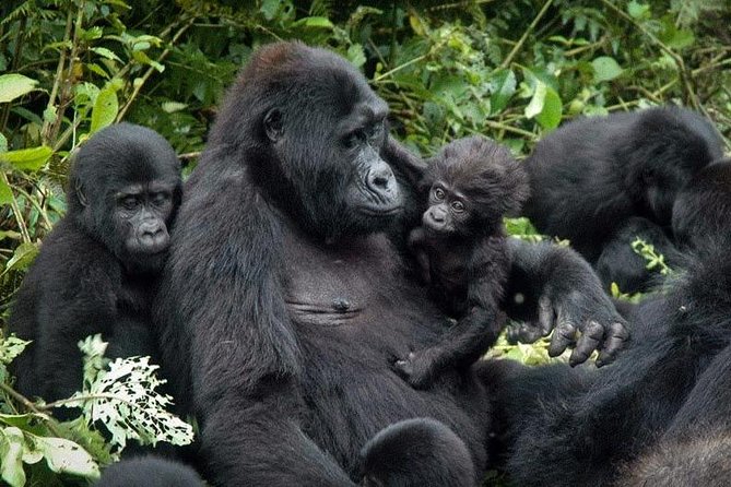 Gorilla Tracking & Batwa Culture Experience - Day two: the search for mountain gorillas