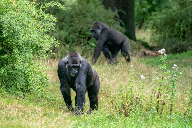 Gorilla Tracking & Batwa Culture Experience - The Batwa community visit after the trek